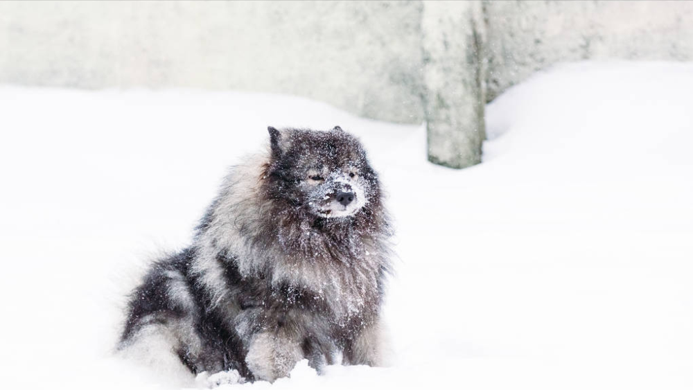外公的土狗,能驱狼却不咬新女婿,还救了舅舅一命,老去时跳了崖_腾讯