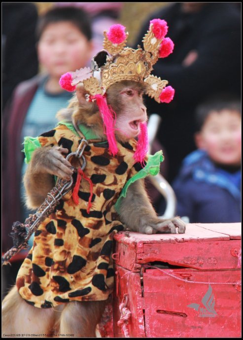 耍猴传承千年的民间艺术表演该不该消失街头