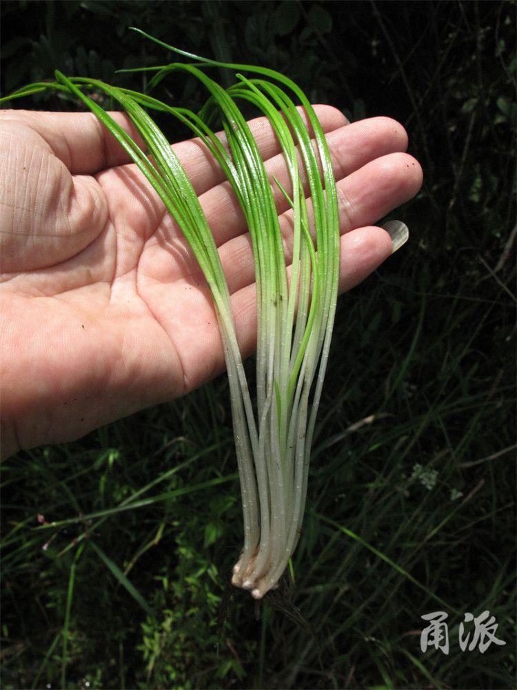 国宝级蕨类植物宁海首次发现中华水韭