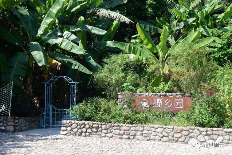 这个北大博士的团队让大目埕村火出圈连央视都来直播