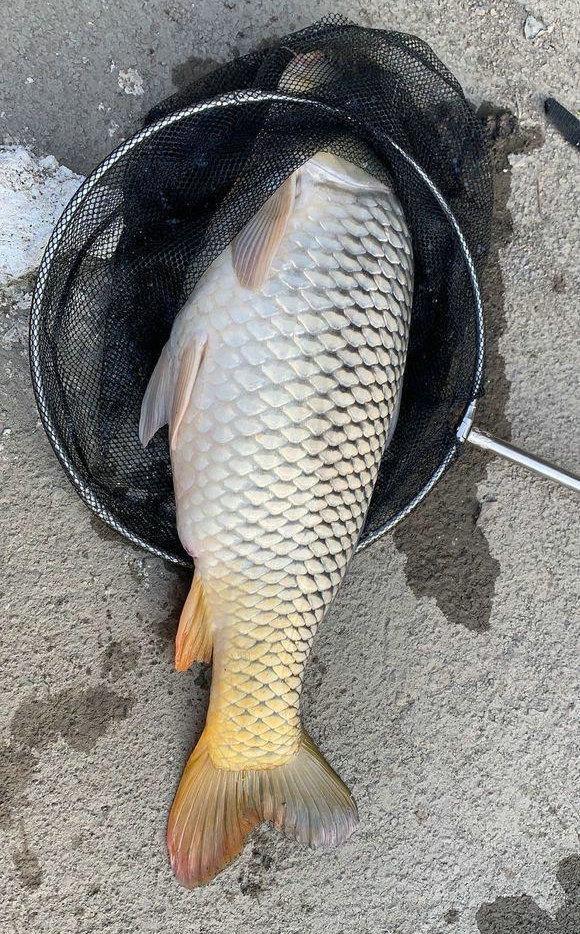 安徽钓鱼人钓起"鲫鱼王",重7斤,钓鱼人:像鲫鱼又像鲤鱼