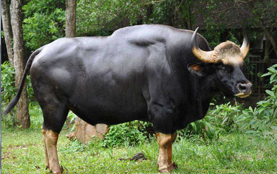 印度野牛我们可以发现印度野牛身体大部分部位都是纯黑色,只有四肢是