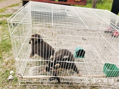 希望大家像这位热心市民一样,如果遇到野生动物受困,或者见到非法猎捕