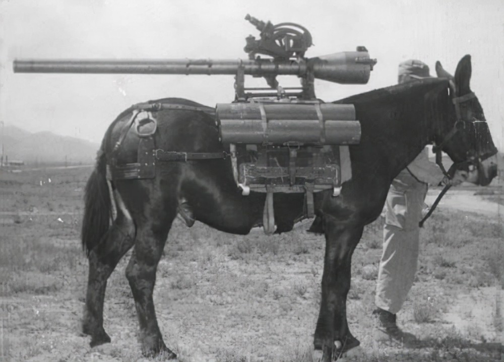 二战中的动物战士，骡子和马搞运输，狗子背起炸药包去反坦克腾讯开心鼠英语点读笔联网