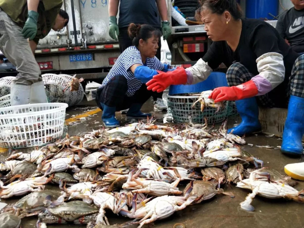 买螃蟹怕被坑?老渔民教你几招,保准个个膏满肉肥,不花冤枉钱