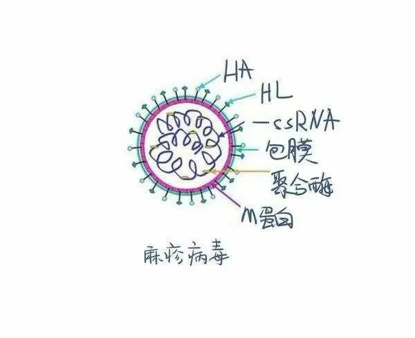 包膜病毒图片