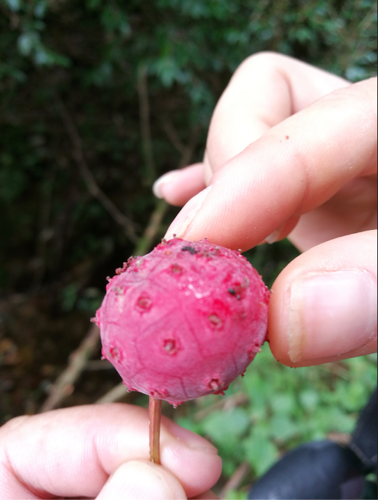 野荔枝純野生的山間環境