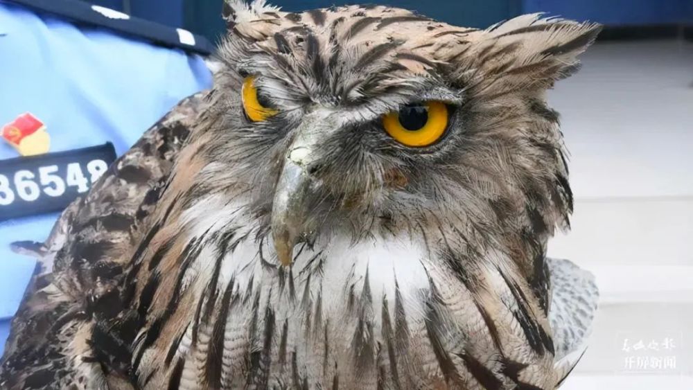 cop15寻找云南虫谷中的c位生物之神奇动物你见过吗