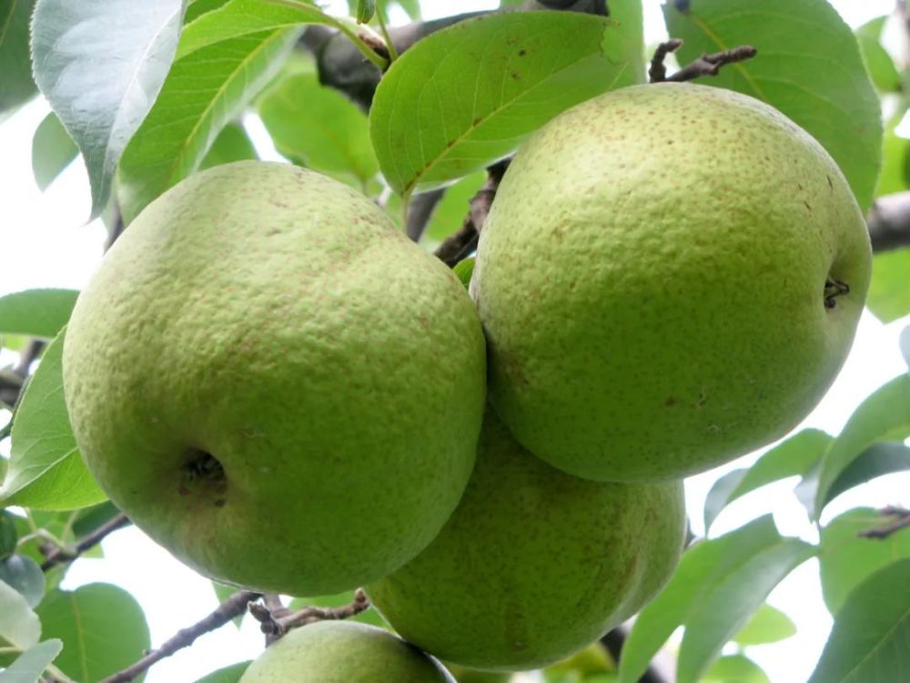 一整年的心心念念,一整年的翘首以盼 香甜多汁的宝珠梨 终于可以吃到