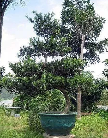 罗汉松为什么那么贵(大理罗汉松为什么那么贵)