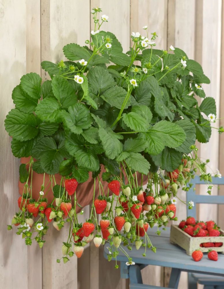 盆栽草莓(盆栽草莓种植时间和方法)