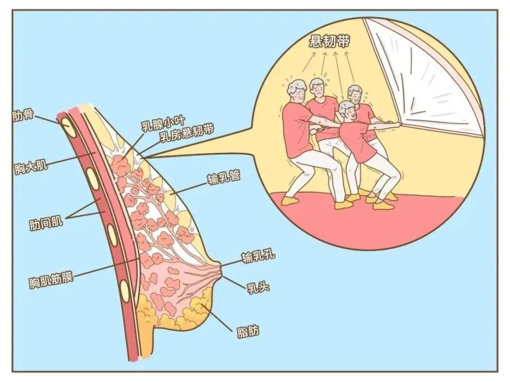 不穿內衣胸會下垂?乳腺專家終於說出了真相