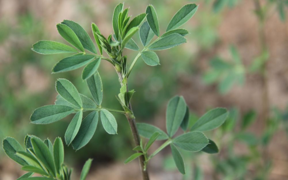 航天诱变新品种"中天2号紫花苜蓿"通过审定_腾讯新闻