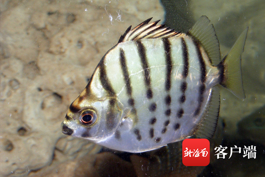 银鼓鱼,学名:多纹钱蝶鱼,是一种具有观赏和食用价值的名贵海水鱼类,在
