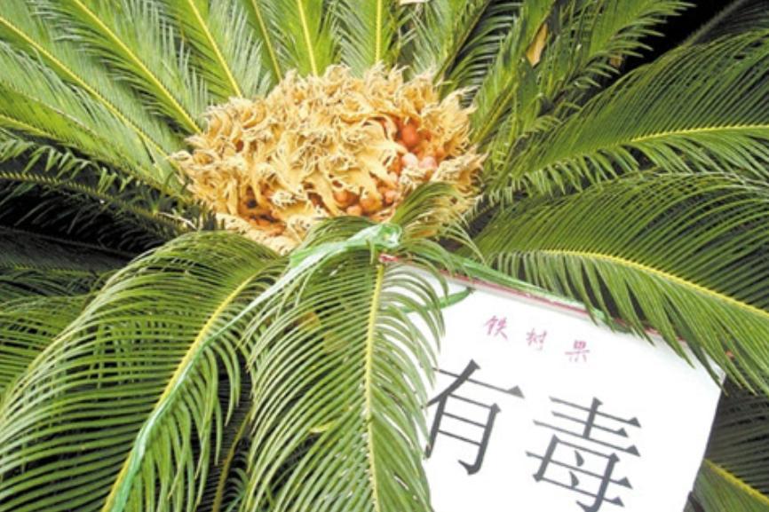 有毒的花(有毒的花卉植物)