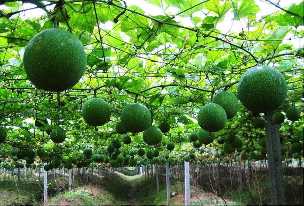 江苏淮安科技助力小瓜蒌结出富民籽