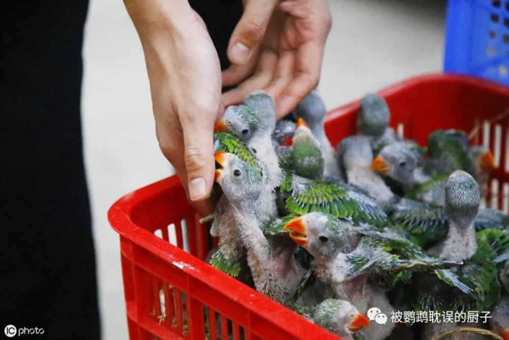 怎麼養活剛破殼的鸚鵡這三點人工鸚鵡雛鳥知識你必須要掌握