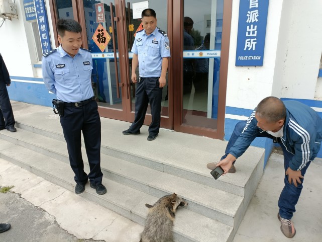 本溪縣公安局高官派出所救助一隻國家級保護動物狗獾