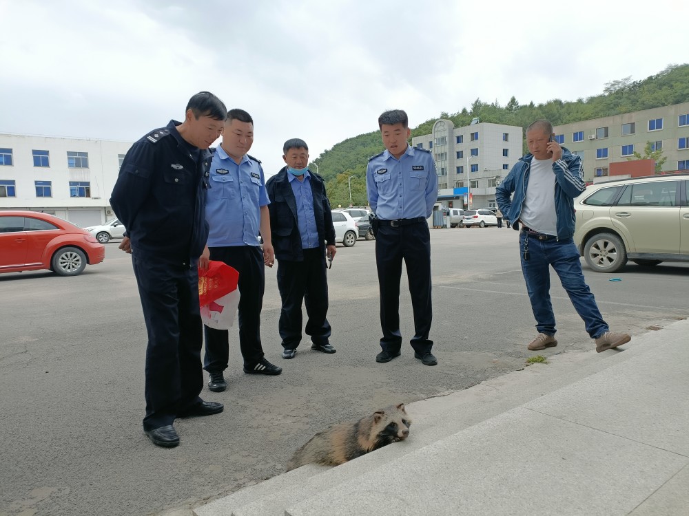 本溪縣公安局高官派出所救助一隻國家級保護動物狗獾