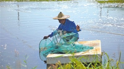 致富经养甲鱼视频播放_致富经甲鱼_致富甲鱼养殖技术