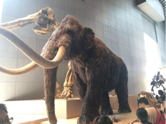 猛犸象已灭绝上万年,美国公司称6年内将其复活,这不是玩笑!