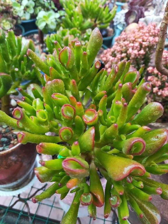 家里养的筒叶花月,还有"吸财"好兆头,养1盆真的不够_腾讯新闻