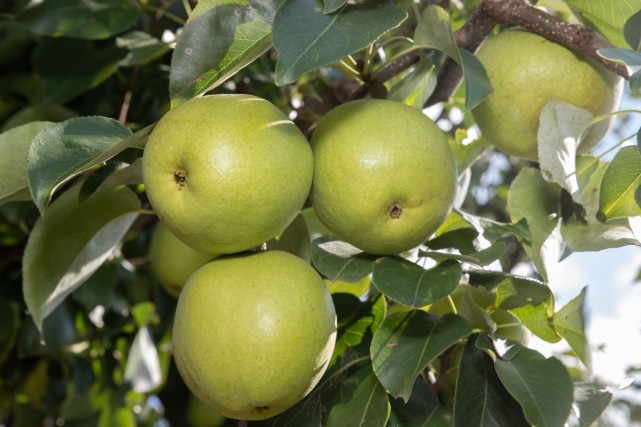 嗨来摘我吧昆明呈贡万溪宝珠梨熟啦