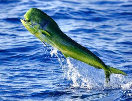 山东潍坊海边现大量的鬼头刀鱼,一男子用抄网就捞起来了