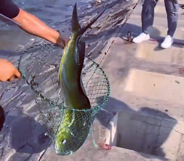 山东潍坊海边现大量的鬼头刀鱼,一男子用抄网就捞起来了