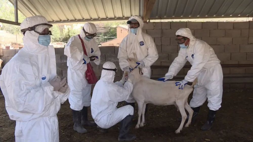 会宁特殊的牛羊倌为动物防疫保驾护航