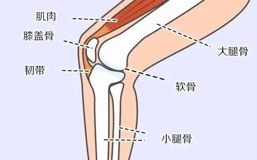 膝蓋的守護神損傷後能自愈嗎