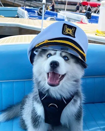 网友给二哈戴了一顶帽子,这气质立马就不一样了,有被帅到!