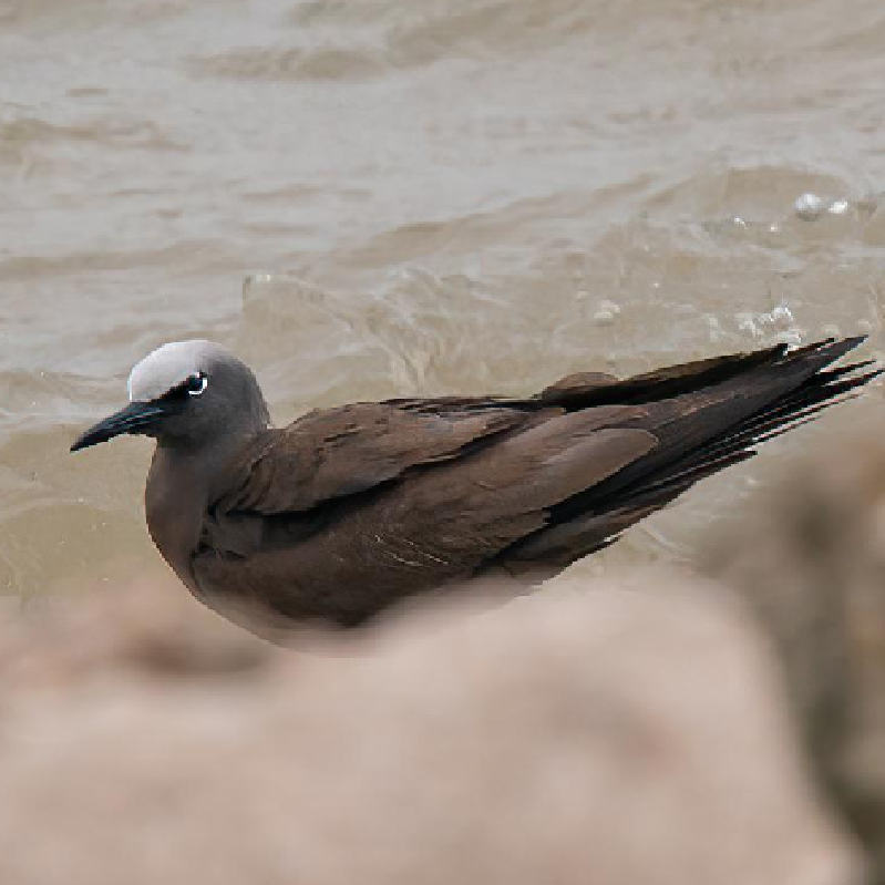 這鳥從大海飛到了長江我問海鳥你為啥來海鳥說