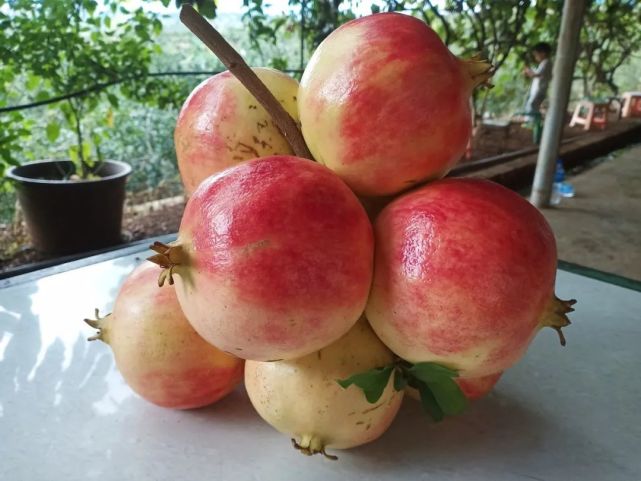 【行摄宾川】佳节到,石榴红,水果之乡宾川等您来尝鲜!