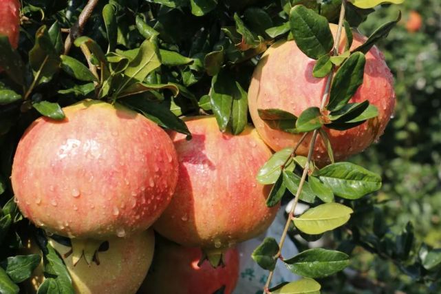 【行摄宾川】佳节到,石榴红,水果之乡宾川等您来尝鲜!