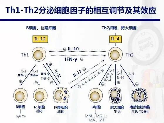 秋季过敏性鼻炎发作怎么办,干细胞或许有