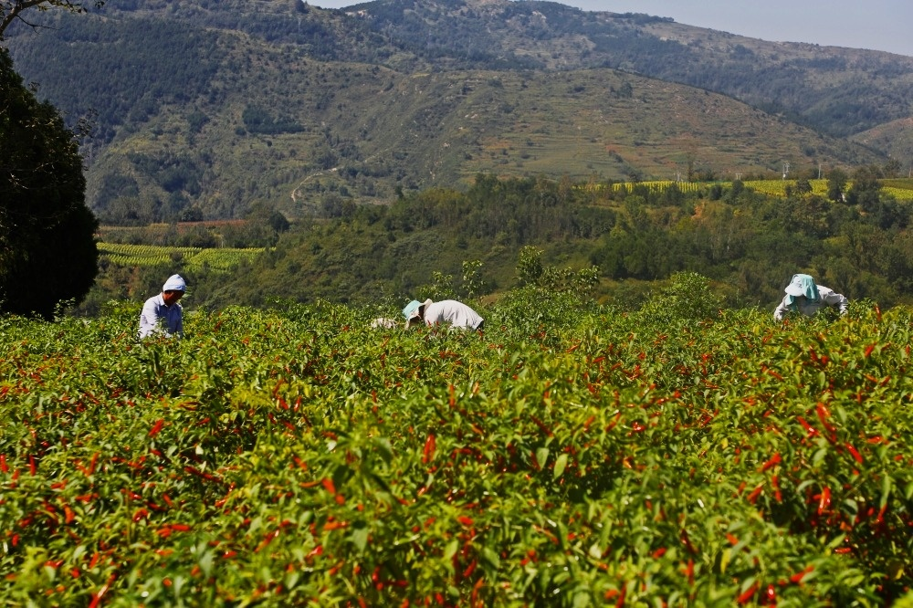 构成了一幅火红辣椒秋收图连片的辣椒田与村民忙碌的身影放眼望去村民