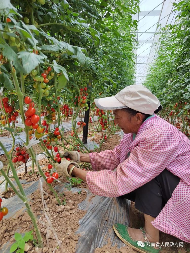 云南小吃排行榜_云南省保山市十大特色美食排名榜单揭晓