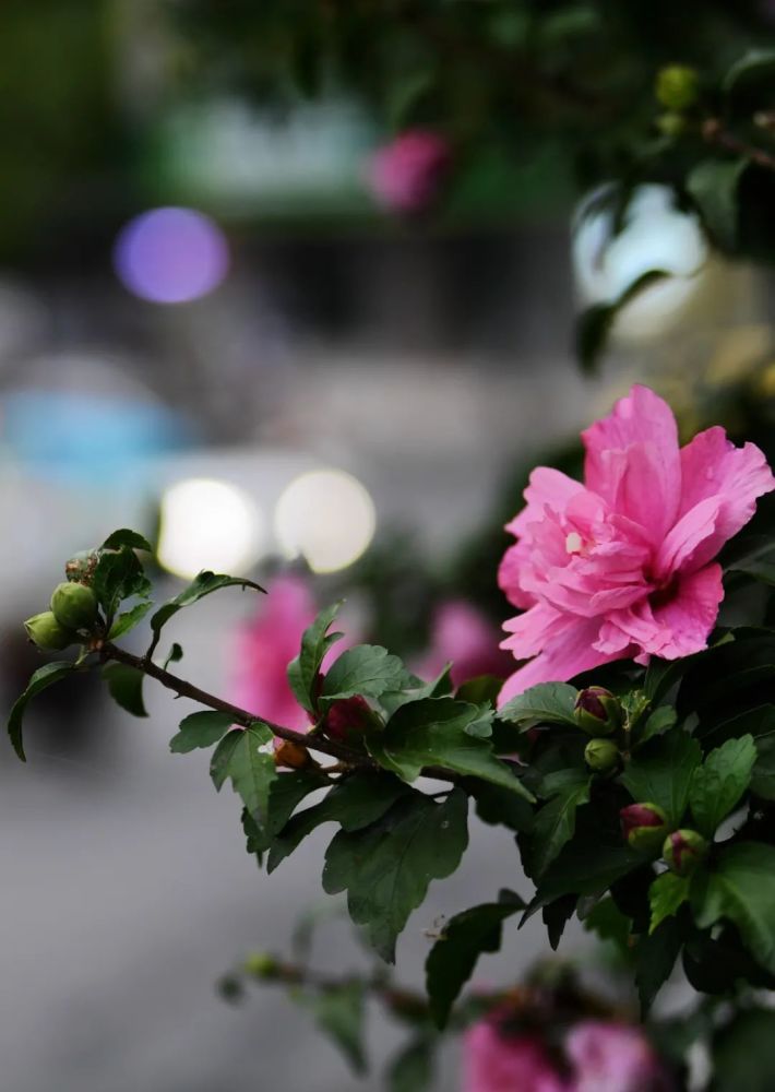 美爆啦!保康木槿花开,中秋赏花约起