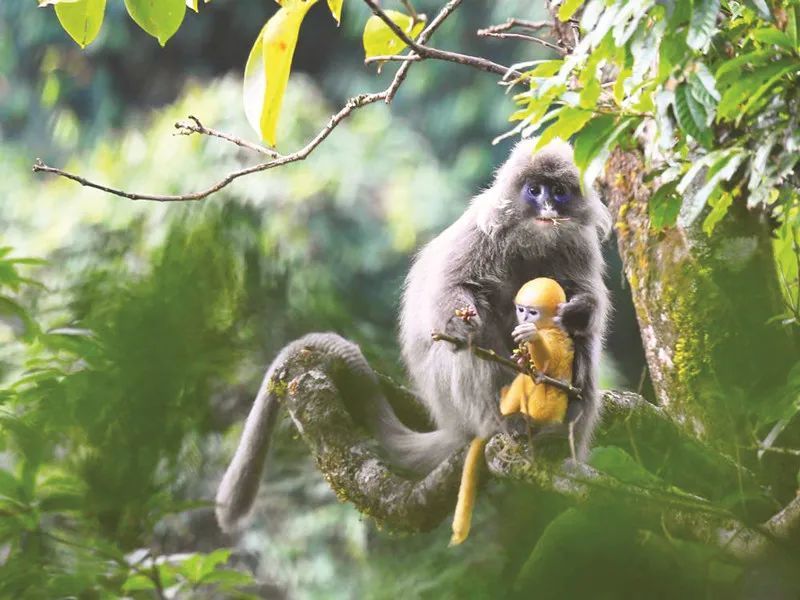 攝)在雲南,群山與河谷縱橫交錯,生態系統複雜多樣,各類珍稀動物,植物