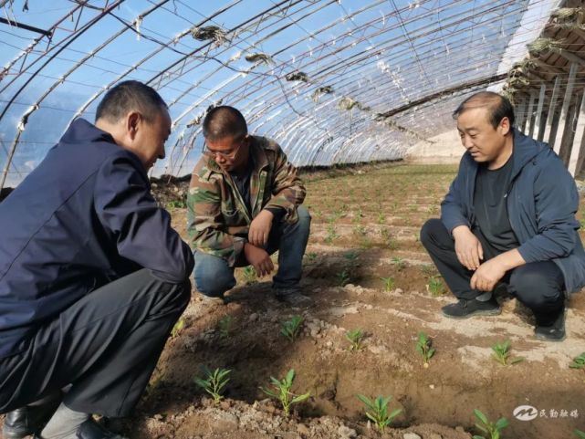 民勤縣昌寧鎮昌寧村人參果苗搬新家引優品種促增收