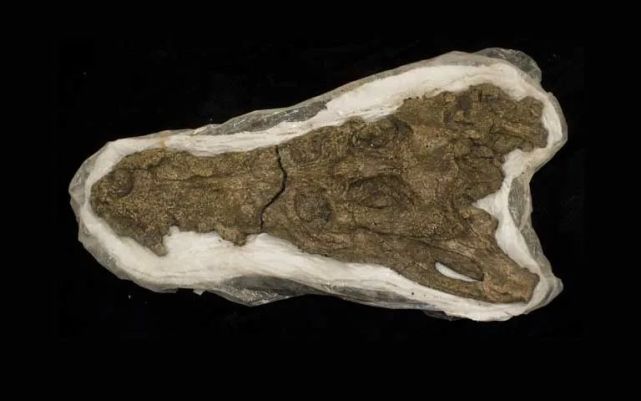泰坦蟒化石图片图片