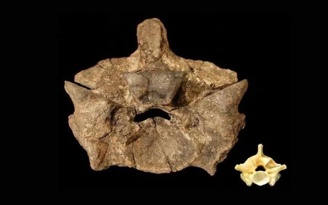 泰坦巨蟒:13米长,1吨多重,一条蛇是怎么变得这么大的?