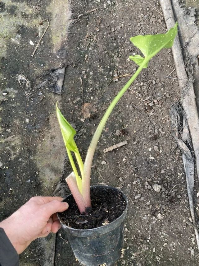 盆栽马蹄莲养护指南,用块茎可以轻松繁殖新植株