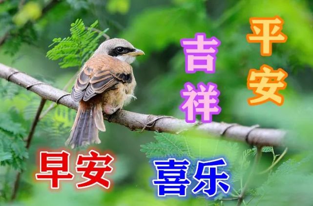 9張鳥語花香漂亮早上好動態表情包,不打字早晨好動態美圖請您欣賞