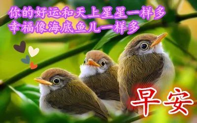 9張鳥語花香漂亮早上好動態表情包,不打字早晨好動態美圖請您欣賞