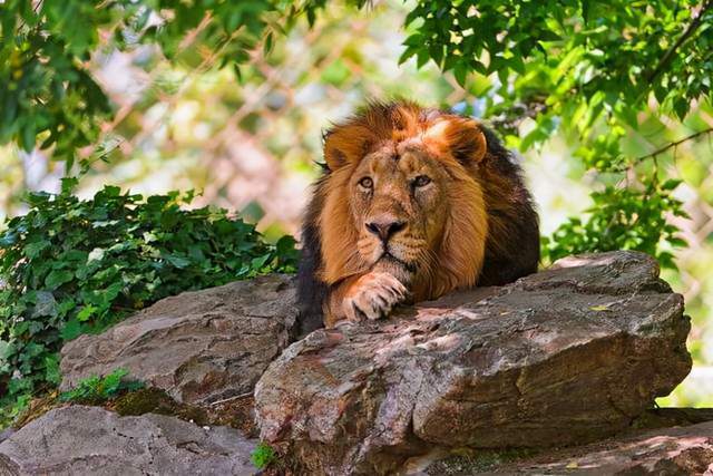 其他必要的工作人員在動物園的所有公共和非公共區域的室內都要戴口罩