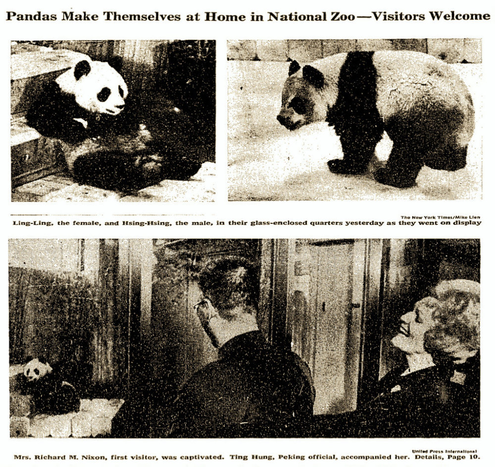 五十年前，第一对旅日大熊猫背后不为人知的故事利川市人民政府网2023已更新(今日/腾讯)新概念英语mp3音频下载