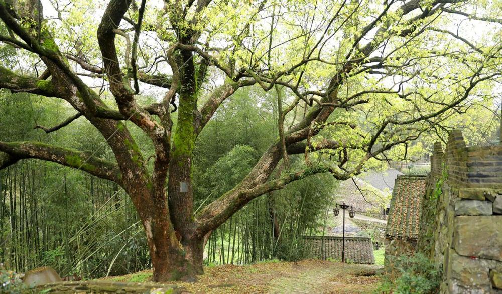 东村人口_冈东村开展流动人口育龄妇女“两癌”筛查