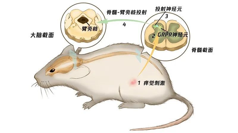 小鼠脊髓解剖图图片